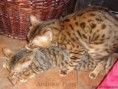 /album/photogallery/a2013-01-03-bengal-cat-mating-bengal-katzen-beauty-cat-faith-amina-happy-hours-jpg/